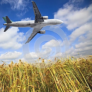 Airplane and wheat field