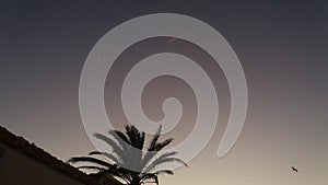 Airplanes , palm & seagull photo