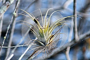 An airplant bromeliad photo