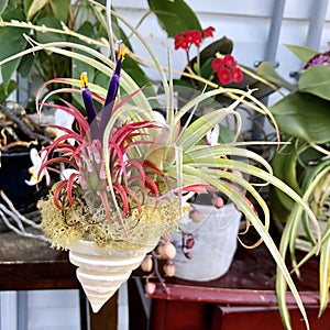 Airplant photo