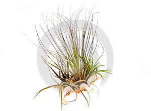 Airplant in a shell photo