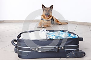 Airport dog