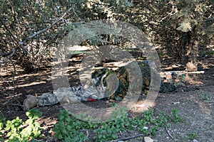 Airsoft soldier shooting