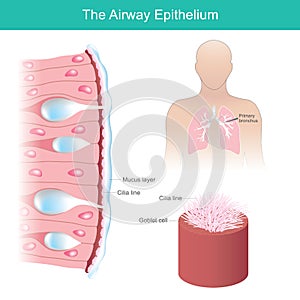 The Airway Epithelium. Health care illustration.