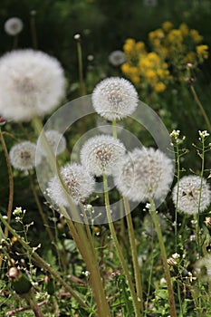 airy dandelions on a green grass background, lush grass. Nature abstract background. summer flowers. Beautiful background texture