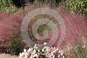 Airy Pink Muhly and Country Girl Chrysanthemums in a garden