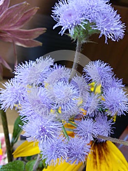 Airy unusual flower in a bouquet