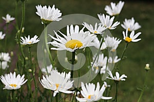 Airy white uplifting flowering daisies