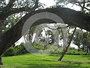 Ais Indian Burial Mound photo