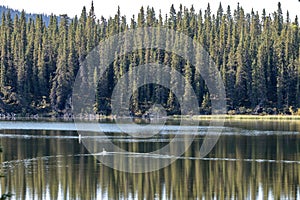 Aishinik lake near Haines Junction