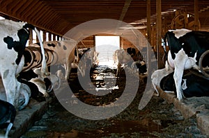 Manure fulled aisle in a dairy barn. photo
