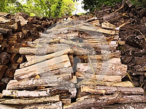 Aisles of cut logs, piled one on top of the other, on a floor of dead leaves photo
