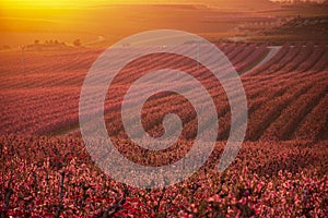 Aitona landscape at sunset. Amazing view of a large fields of peach trees in bloom at sunset. Pink flowers. Natural background. photo