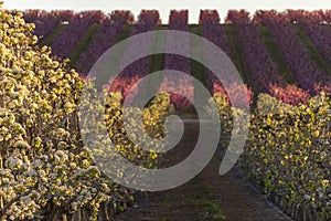 Aitona landscape at sunset. Field with peach tree rows and pear trees in bloom. Pink and white flowers. Natural background. Hanami photo