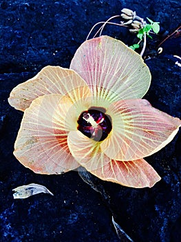 Aitutaki hibiscus