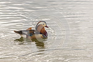 Aix galericulata - Mandarin duck - floats on water and its color is reflected in the water