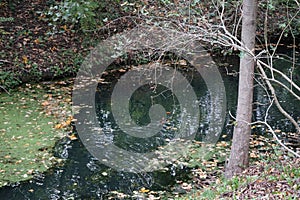 Aix galericulata swims along the Wuhle river in October. Berlin, Germany