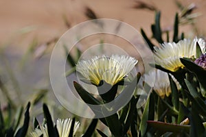 Spring Bloom Series - White with Yellow Ice Plant - Aizoaceae photo