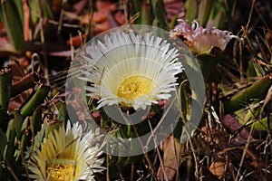 Spring Bloom Series - White with Yellow Ice Plant - Aizoaceae photo