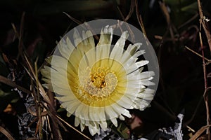 Spring Bloom Series - White with Yellow Ice Plant - Aizoaceae photo