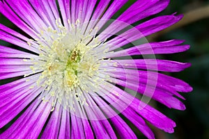 Aizoaceae, Lampranthus Spectabilis photo