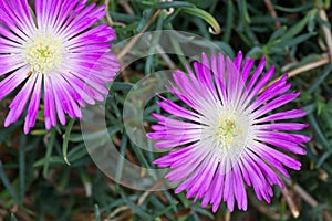 Aizoaceae, Lampranthus Spectabilis photo