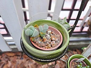 Aizoaceae,Lithops, Succulent plants, beautiful mini succulent pots on iron hanging baskets photo