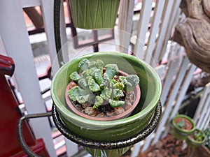 Aizoaceae, Succulent plants, beautiful mini succulent pots on iron hanging baskets photo