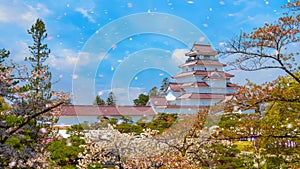 Aizu-Wakamatsu Castle and cherry blossom in Fukushima, Japan