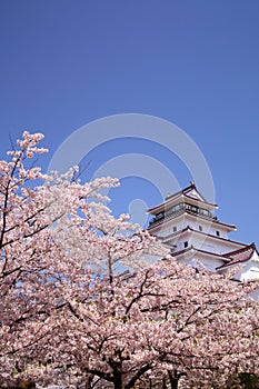 Aizuwakamatsu Castle and cherry blossom