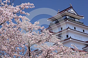 Aizuwakamatsu Castle and cherry blossom