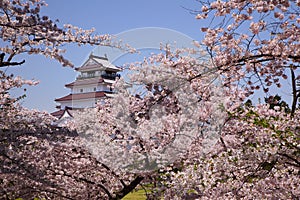 Aizuwakamatsu Castle and cherry blossom