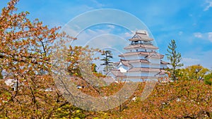 Aizuwakamatsu Castle with cherry blossom in Fukushima, Japan