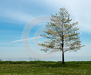 Ajax, Ontario lakefront park, walkway, trees, blue sky, Lake Ontario