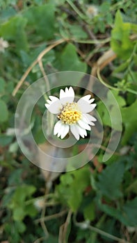 The ajeran plant is one of the species of the genus Bidens which is found in temperate and tropical climates