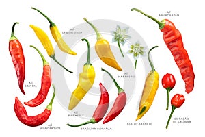 Aji peppers C. baccatum set, paths photo