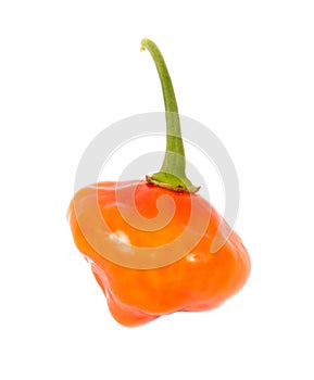 Aji Dulce Orange flavor sweet pepper