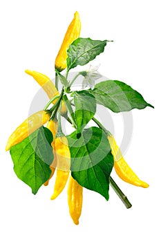 Aji Lemon Dop Capsicum baccatum, path