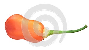 Aji Rainforest pepper c. baccatum, paths