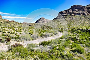 The Ajo Mountain Drive in Organ Pipe Cactus National Monument, Arizona