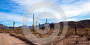 Ajo Mountain Drive passes through Organ Pipe Cactus National Monument photo