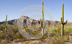 Ajo Mountain in Organ Pipe National Monument photo