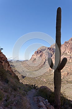 Ajo Range Saguaro Organ Pipe Cactus NM Arizona USA photo