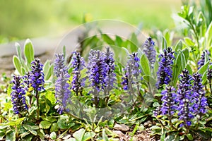 Ajuga, Bugleherb or Bugleweed (Ajuga reptans) in the spring garden