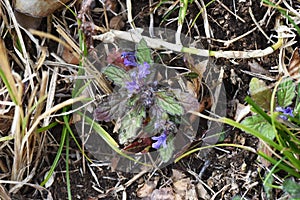 Ajuga decumbens Creeping bugleweed