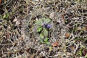 Ajuga decumbens Creeping bugleweed