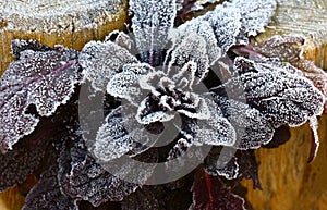 Ajuga in hoarfrost.