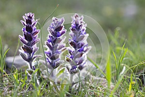 Ajuga orientalis, Ajuga genevensis, Lamiaceae. Flowers in the wild nature. Fresh sprouts of mountain wildflowers.