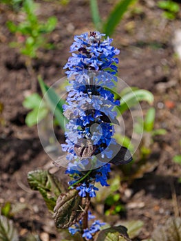 Ajuga reptans