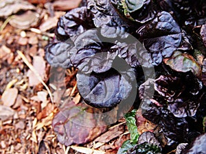 Ajuga reptans Black `Scallop`